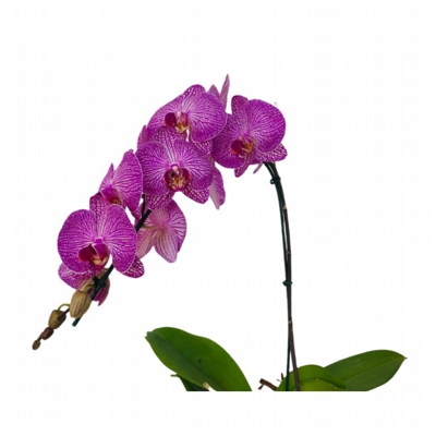 Orquídea Phalaenopsis Lilás No Terrario Orquídea Phalaenopsis Lilás No Terrario