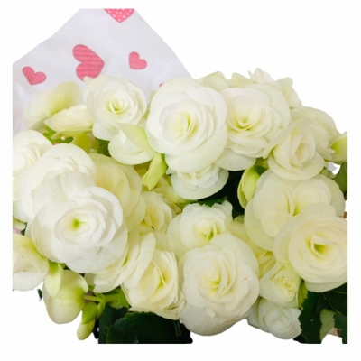 Begônia Branca Com Amor Pra Você Begônia Branca Com Amor Pra Você