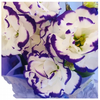 Lisianthus Plantado
