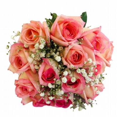 Buquê De 12 Rosas Cor De Rosas Com Gypsophilas Buquê De 12 Rosas Cor De Rosas Com Gypsophilas