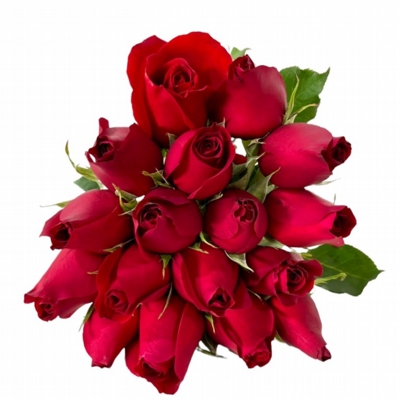 Buquê De 12 Rosas Vermelhas Buquê De 12 Rosas Vermelhas