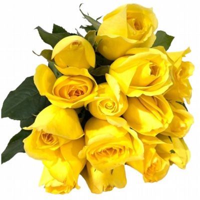 Buquê De 12 Rosas Amarelas Buquê De 12 Rosas Amarelas