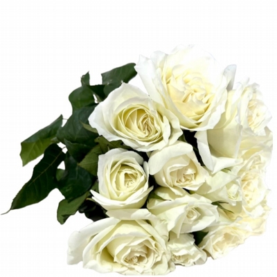 Buquê De 12 Rosas Brancas Buquê De 12 Rosas Brancas