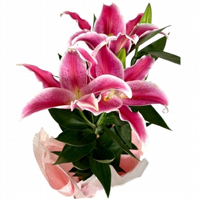 Lírio Cor De Rosa Lírio Cor De Rosa
